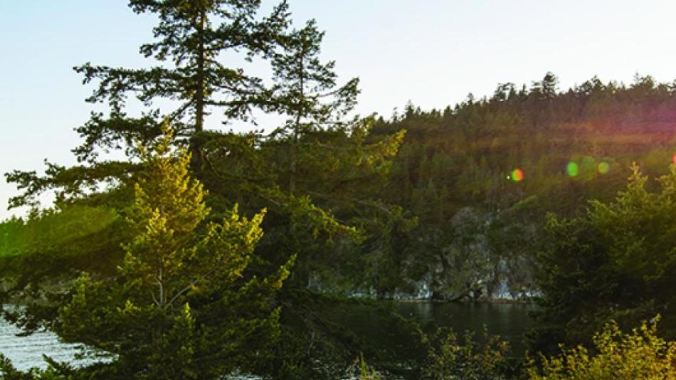 A forested coastline.