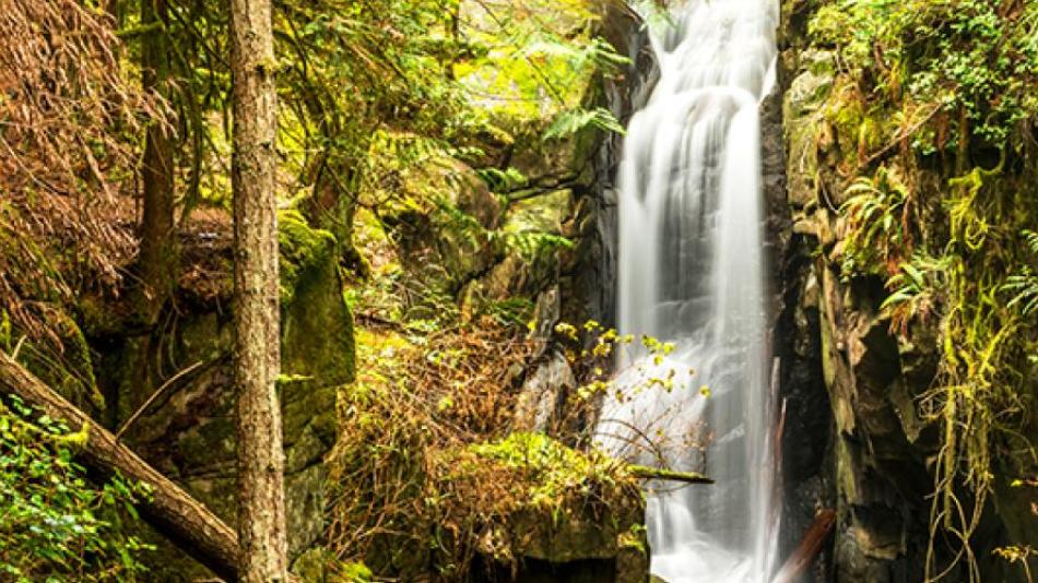 A waterfall in a lush green forest.