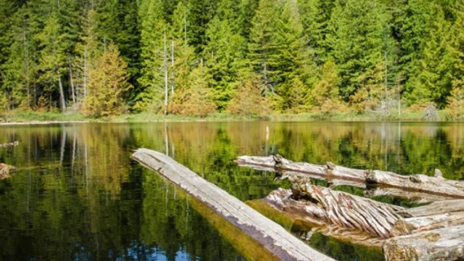 Several dead tree trunks float on a still lake surrounded by forest.