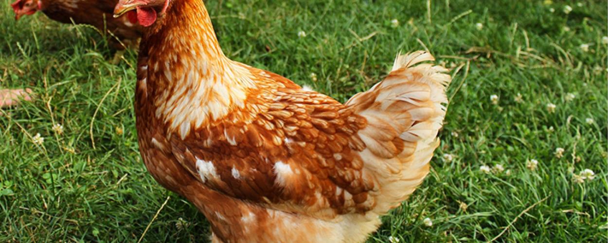 A brown chicken stands in the grass with some clover flowers in it. A second chicken pecks at the ground behind the first. 